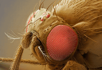 Image: Colored scanning electron micrograph (SEM) of the head of a male fruit fly (Drosophila melanogaster) (Photo courtesy of Power and Syred).